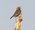 Bluethroat