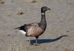 Branta bernicla