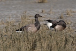 Branta bernicla