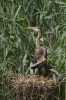 Burung Bangau Paya