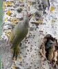 Burung Belatuk Gunung