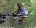 Burung Grebe Kecil