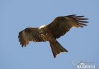 Burung Helang Kembara Hitam