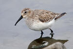 Burung Kedidi Dunlin