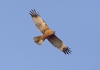 Burung Lang Kepala Putih