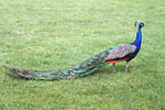 Burung Merak Biru