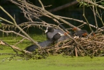 Burung Pangling Hitam