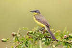 Burung Pipit Kuning