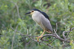 Burung Puchong Kuak