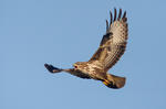 Buteo buteo