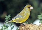 Carduelis chloris