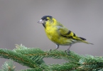 Carduelis spinus