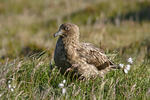 Catharacta skua