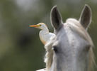 Cattle Egret