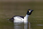 Common Goldeneye