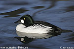 Common Goldeneye