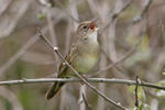 Common Grasshopper-Warbler