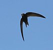 Common Swift