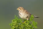 Corn Bunting