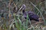 Crni ibis