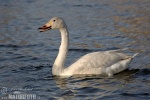 Cygne siffleur