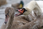 Cygne tuberculé