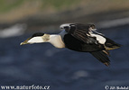 Eider común