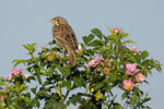 Emberiza calandra