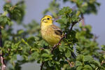 Emberiza citrinella