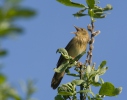 Eurasian River Warbler