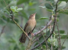 Eurasian River Warbler