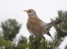 Fieldfare