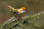 Firecrest