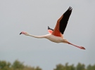 Flamant des Caraïbes