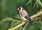 Goldfinch