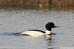 Goosander