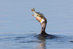 Great Cormorant