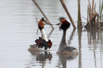 Great Crested Grebe