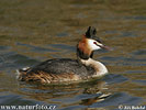 Great Crested Grebe