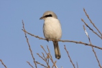 Great Grey Shrike