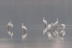 Great White Egret