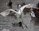 Great White Egret