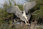 Grey Heron