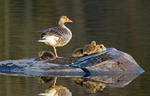 Greylag Goose