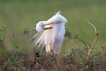 Grote zilverreiger