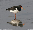 Haematopus ostralegus