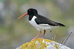 Haematopus ostralegus