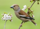 Hawfinch