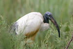 Heilige ibis