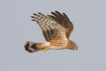 Hen Harrier